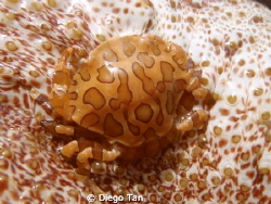 sea cucumber crab by Diego Tan 